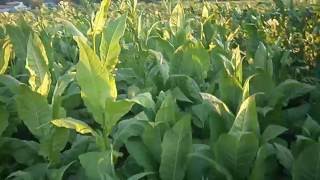 Tobacco Ukraine/Выращивание табака, Украина, г.Прилуки- 27,06,2016,Tobacco Fermenting