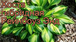 Хоста гибридная Рейнбоуз Энд (rainbows end) ? обзор: как сажать, рассада, саженцы хосты Рейнбоуз Энд