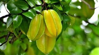 Công dụng của quả khế và 9 lợi ích tuyệt vời từ quả khế