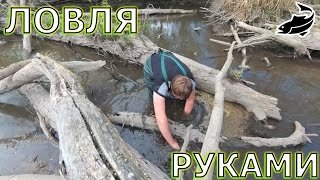 Современный способ ловли рыбы. Ловля карася и карпа руками. Ловля рыбы руками.