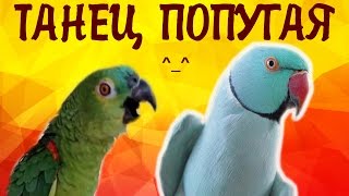 Александрийский попугай танцует  САМЫЙ СМЕШНОЙ ПОПУГАЙ!  Parrot!  Смешное видео