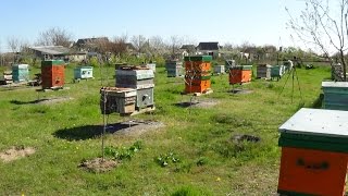 Пчеловодство как бизнес - теория и практике на пасике
