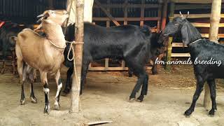 Giant red goat vs big billy-goat। Bakri crossing। km animals breeding