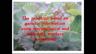 Jatropha and relevance of using ISSR marker