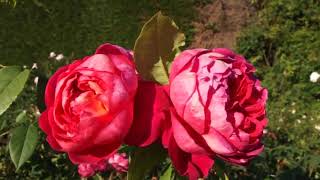 Rose Benjamin Britten (Бенджамин Бриттен роза)
