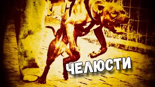 Как разжать челюсти питбулю, стаффу в драке