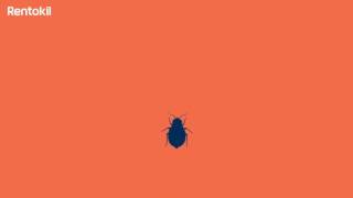 Facts about bed bugs