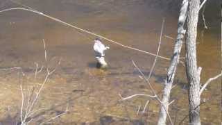 A Medley of Skagit Casts