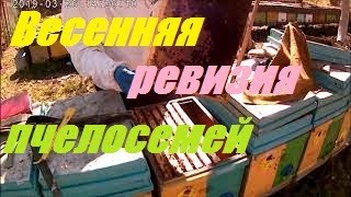 Пасека перезимовала.Слабые но живые пчелы весной.Первый весенний осмотр пчела семей.