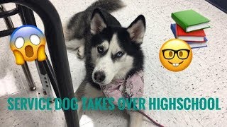 SERVICE DOGS FIRST DAY AT HIGHSCHOOL