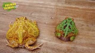 PACMAN TAIWAN 教學 01.角蛙種類介紹 - 南美  Ceratophrys cranwelli different color.