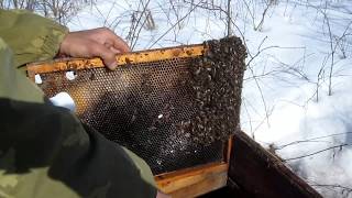 Осмотр пчёл после выноса из зимовника. Дача лечебной подкормки.Обзор авто для пчеловода