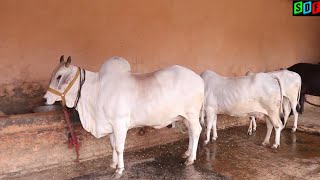 Beautiful Haryana Desi Cows at a Farmer Home