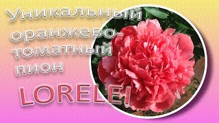 Уникальный оранжево-томатный пион LORELEI / Сад Ворошиловой