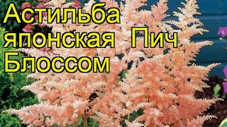 Астильба японская Пич Блоссом. Краткий обзор, описание характеристик astilbe japonica Peach Blossom