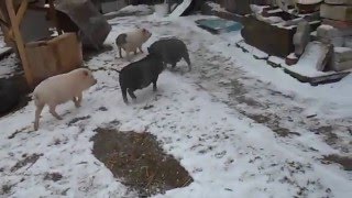 Свиньи содержание