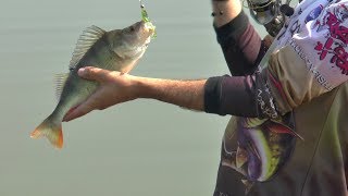 Ловля Окуня на Микроджиг  FishUP & Crazy Fish