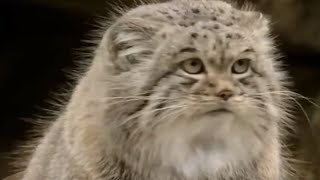 10 САМЫХ ОПАСНЫХ ПОРОД КОШЕК