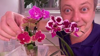 КОРНИ ОРХИДЕИ во МХЕ, полив орхидей