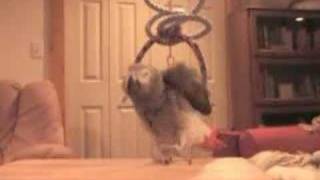 World's First Bird Dance-Off By BirdChannel.com