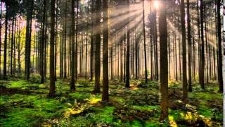 Elgar - Symphony No. 2 in E flat major, Op. 63