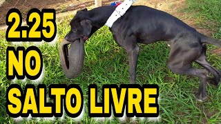 CORINGA SALTO LIVRE TREINO 2.25 NOVO CÃO Á SER IMBATÍVEL NO SALTO LIVRE.