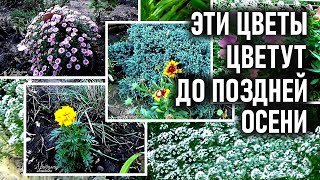 Какие цветы цветут осенью до заморозков  Обзор моих цветов в ноябре