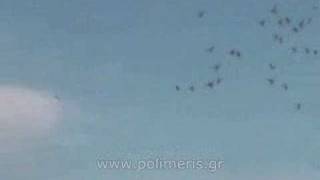 Greek Pigeons Wuta Polimeris ελληνικά περιστέρια βούτες (8) 2008