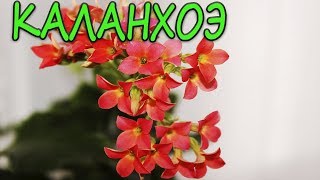 Каланхоэ. [Надежда и Мир]