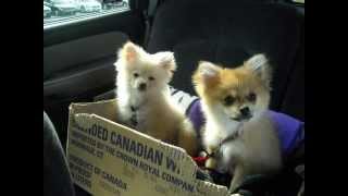 ~TOULOUSE REMEMBERED~ In Memory of our adorable Pomeranian