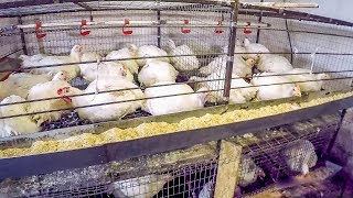 ПОЧЕМУ ДОХНУТ БРОЙЛЕРЫ, ЧТО ДЕЛАТЬ? - ZOLOTYERUKI