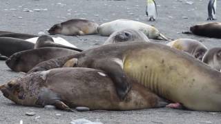 Elephant Seals Fighting and stuff