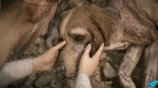 A Plague Tale Innocence - Lion's Death(#APlagueTale Cutscene)