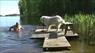FUNNY And CUTE Animals Being Jerks Compilation! (Watch And LAUGH 2017)