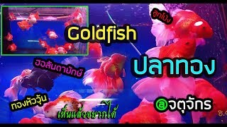 Four9: ปลาทองสวยๆ @จตุจักร  Goldfish chatuchak (กทม.)