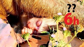 No No ...!! Mom Duches drop keep newborn on ground | Duches looked hurt belly can't well hug baby.