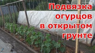 Два варианта подвязки огурцов в открытом грунте.