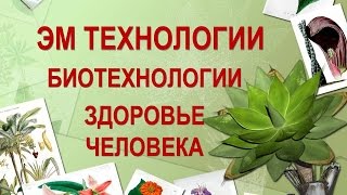 ЭМ технологии готовим почву, защита растений от жука часть 3