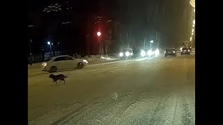 Программа «Автохам»