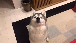 ジャーキーを目の前にすると平常心が保てないシベリアンハスキー