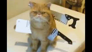 [кеХто приколы] Костюм коту на хэллоуин | Подборка приколов октябрь 2017