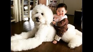 [犬は家族です]  初めて人間の赤ちゃんに会った犬ル犬の反応が超おもしろ