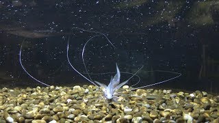 スレッドフィン・パラダイス (森の中の水族館。／富士湧き水の里水族館) 2018年11月25日