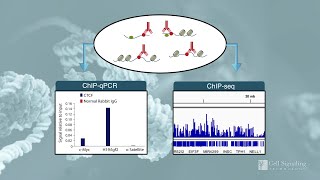 Can You Trust Your ChIP Results?