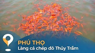 Thời tiết này đi đâu | Phú Thọ - Làng cá chép đỏ Thủy Trầm