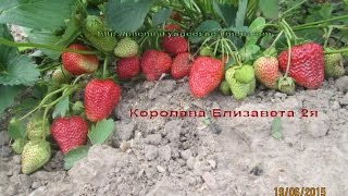 Королева Елизавета 2 -ремонтантная клубника в Беларуси