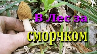 Едем в лес  Собираем грибы Сморчки