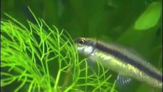 Identifying the Siamese Algae Eater