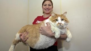 This Chubby Cat Is Really Cute Viral Videos Just Cute Cats