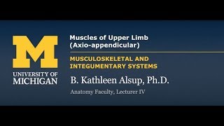 Skeletal Muscle: Upper Limb (Axio-Appendicular)